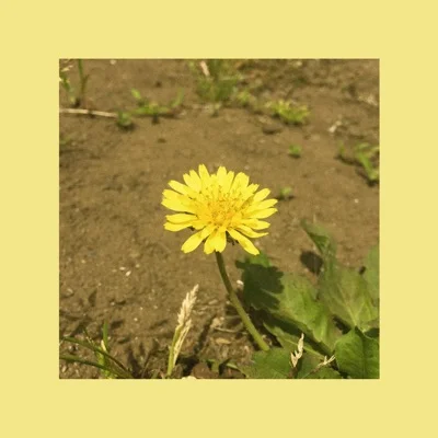 민들레(Single Ver.)